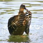 Tanz einer Ente #3