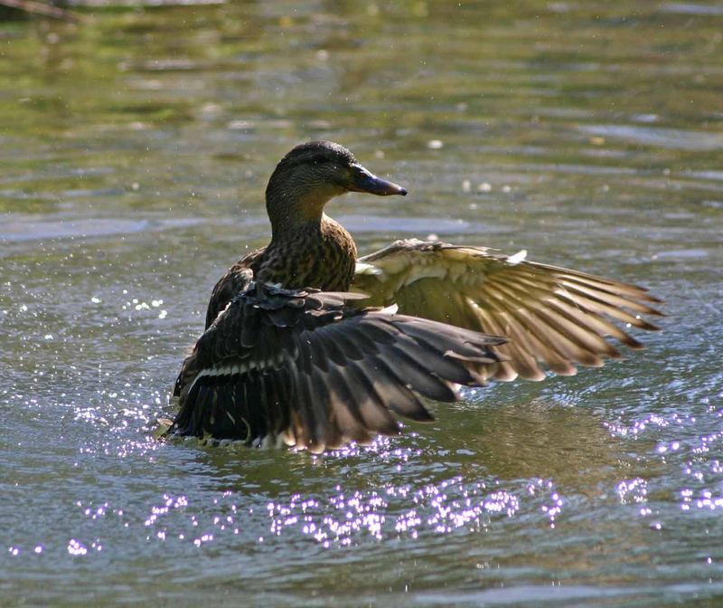 Tanz einer Ente #4