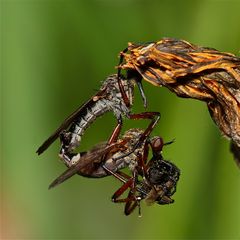 TANZ - FLIEGEN - HOCHZEITS - ESSEN