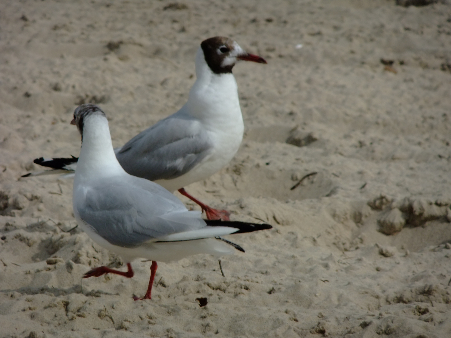 Tanz im heissen Sand