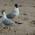 Tanz im heissen Sand