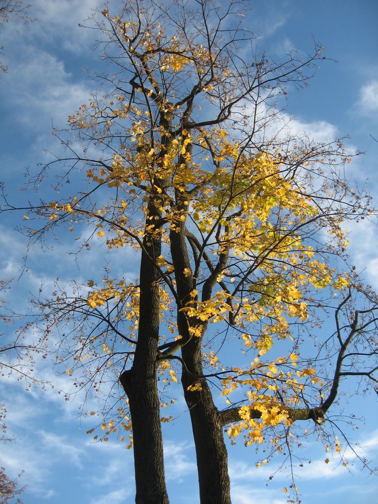 Tanz im Herbst