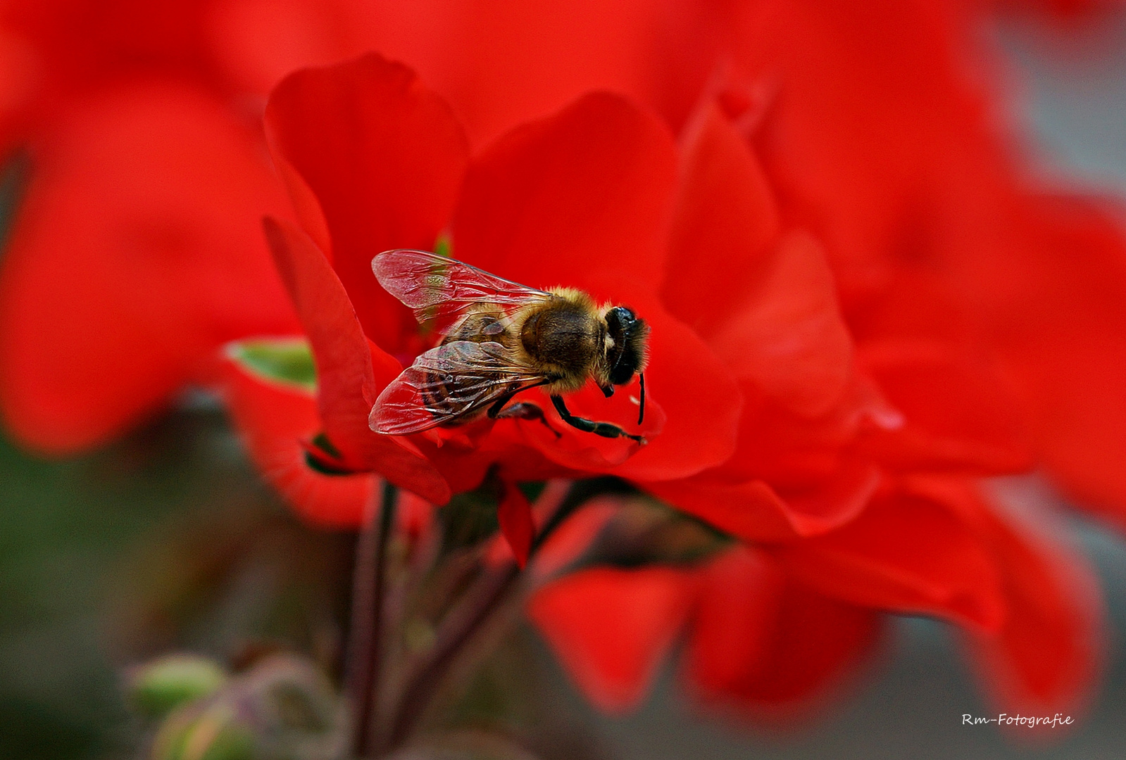 Tanz im Rot