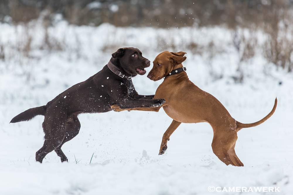 Tanz im Schnee