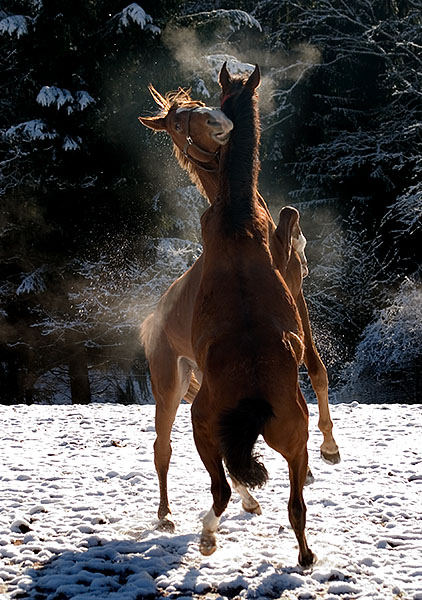 Tanz im Schnee