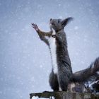 "Tanz im Schneegestöber"