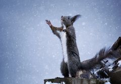 "Tanz im Schneegestöber"