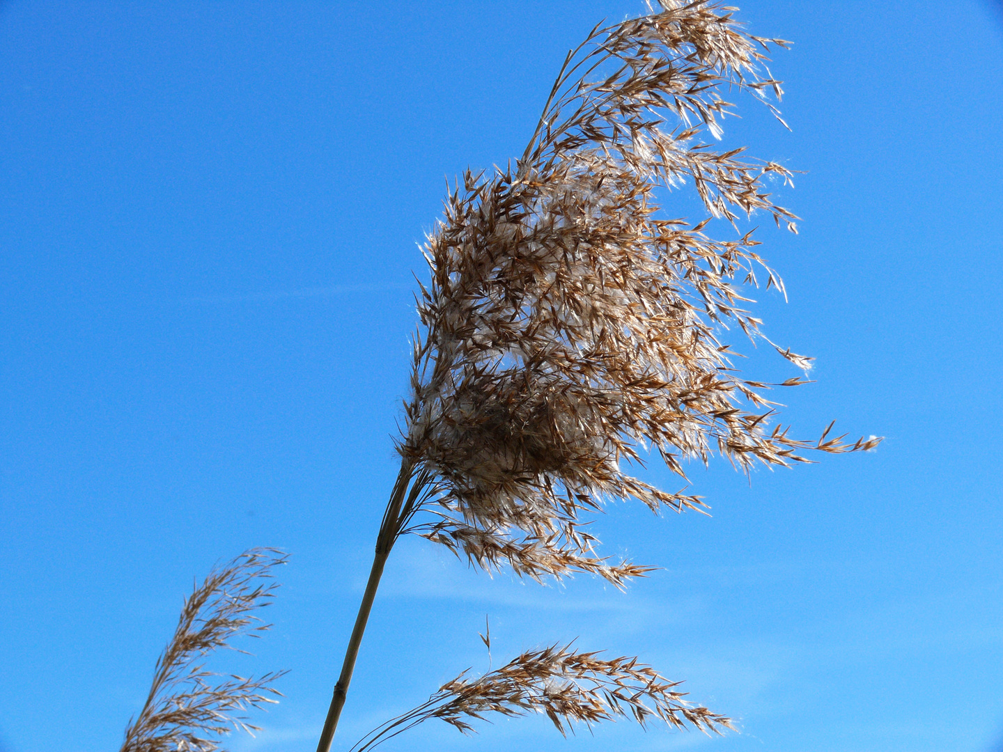 Tanz im wind