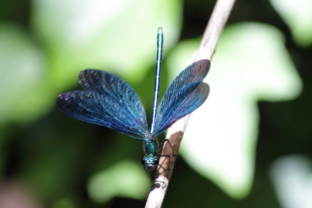 Tanz in Blau