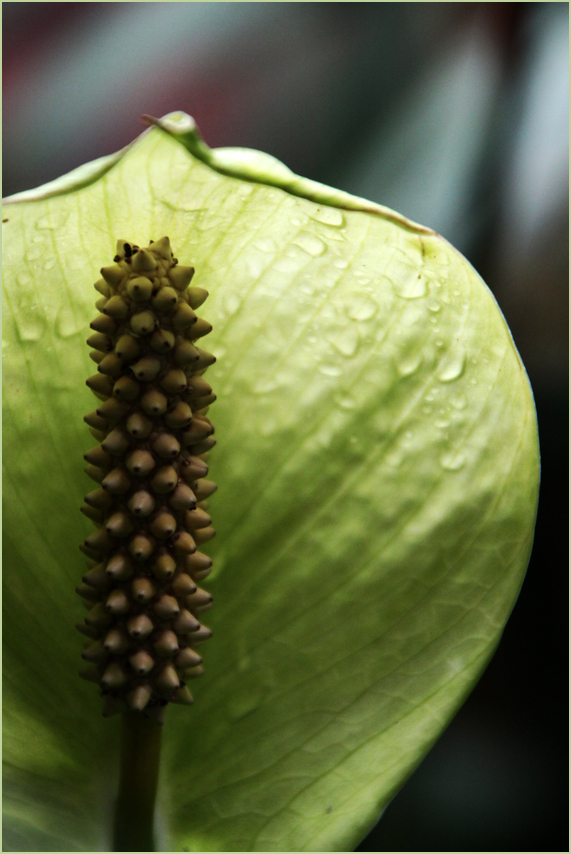 Tanz in den Frühling  3