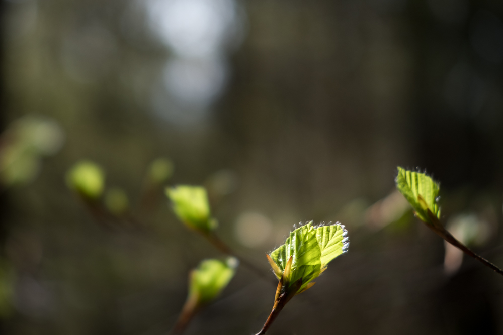 Tanz in den Frühling