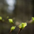 Tanz in den Frühling