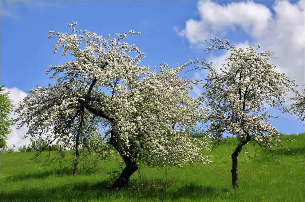 Tanz in den Frühling