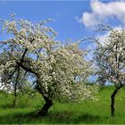 Tanz in den Frühling