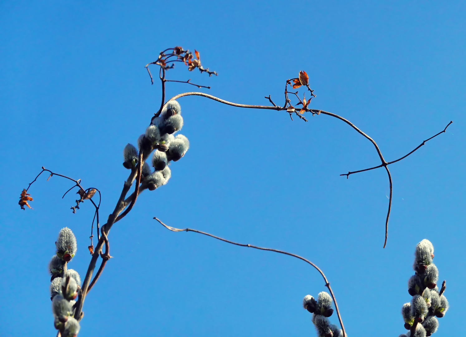 Tanz in den Frühling