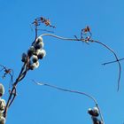 Tanz in den Frühling