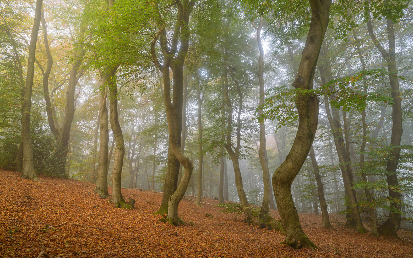 Tanz in den Herbst