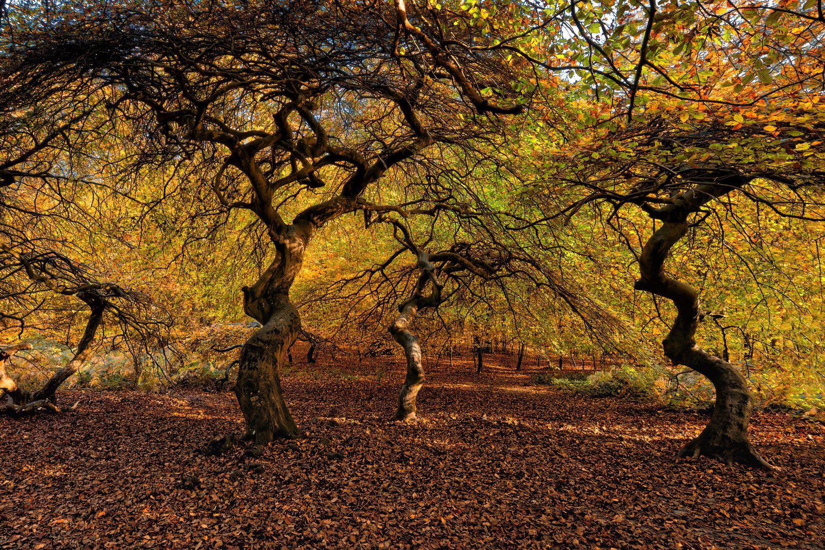 Tanz in den Herbst Foto & Bild fotos, world, wald Bilder auf