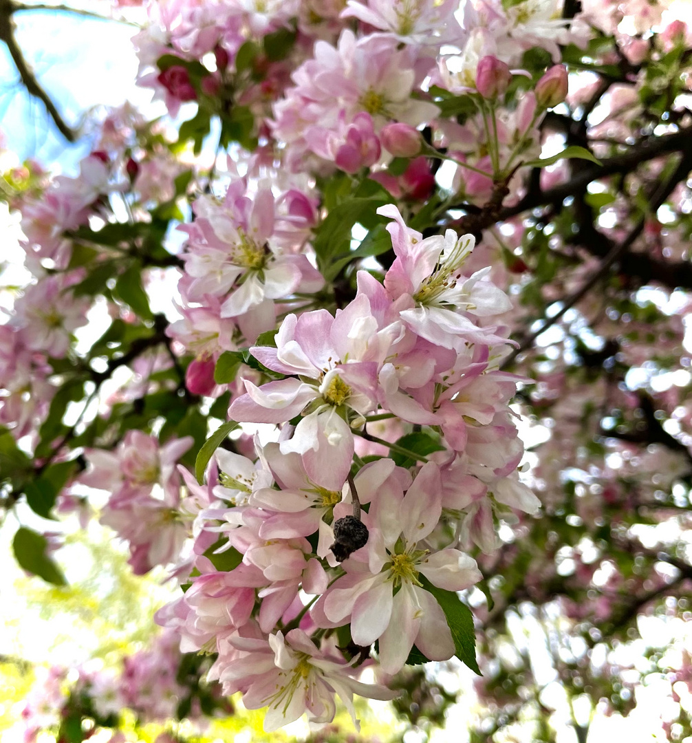 Tanz in den Mai bei Sonnenschein und Apfelblüte 