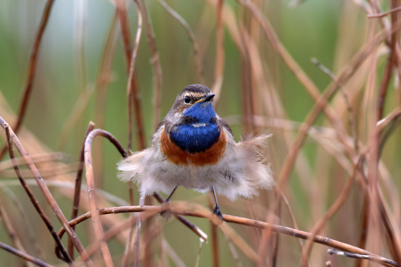 Tanz in den Mai.... :-) Blaukehlchen 