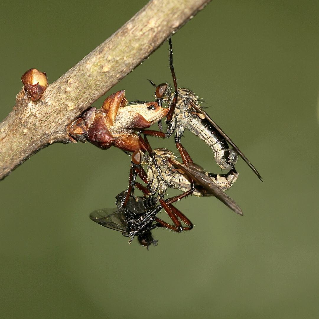 Tanz in den Mai - Tanzfliegenpärchen (Fam. Empididae) beim Hochzeitsmahl