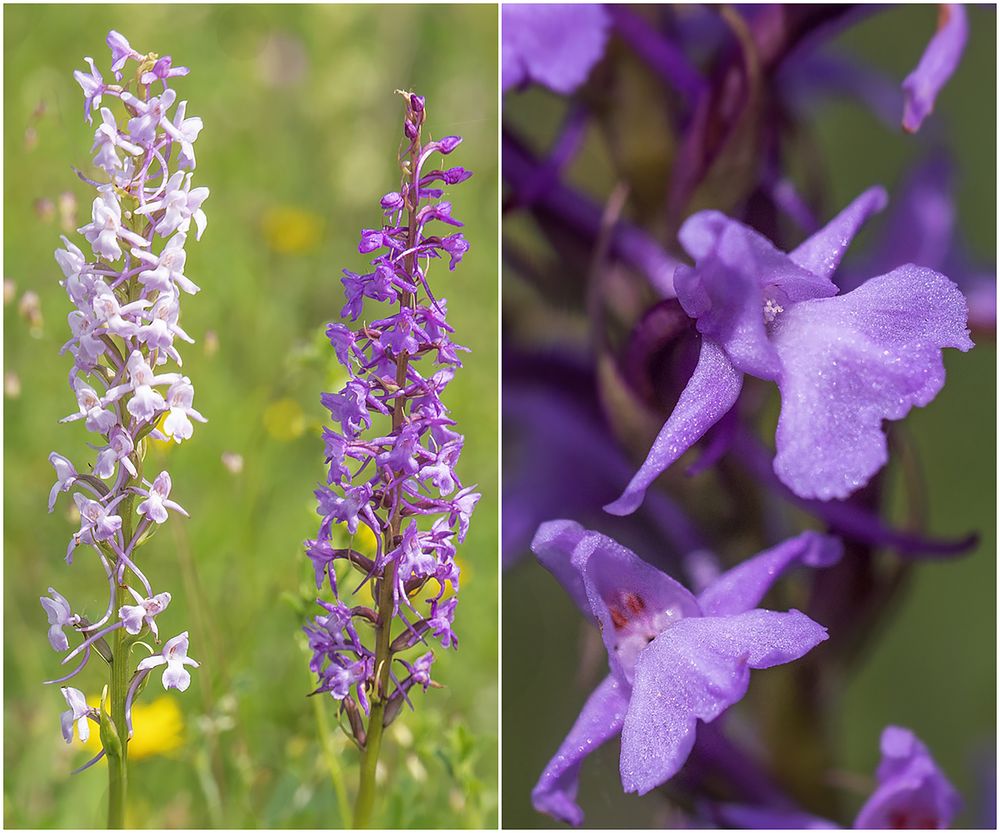 Tanz in den Sommer  /  Mücken-Händelwurz