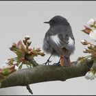 Tanz in der Kirschblüte