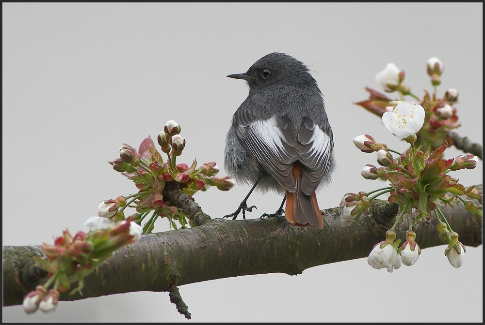 Tanz in der Kirschblüte