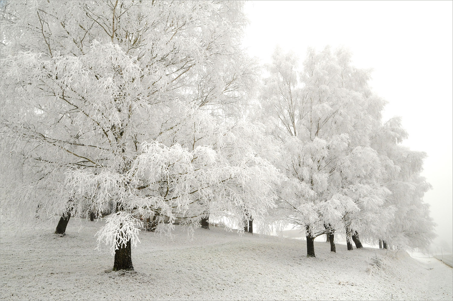 Tanz in Weiss