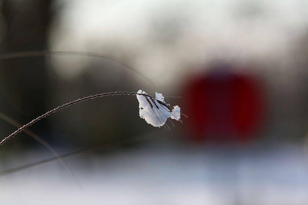 Tanz mit dem Wind