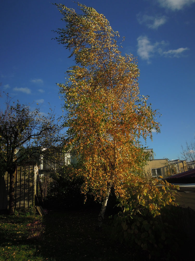 Tanz mit dem Wind