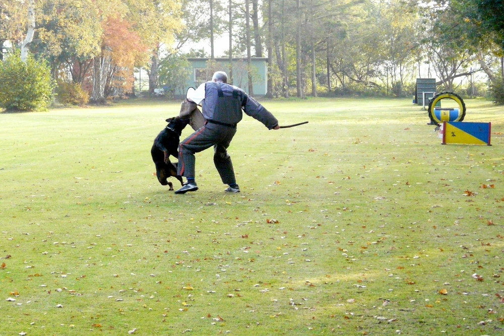 Tanz mit dem Wolf.