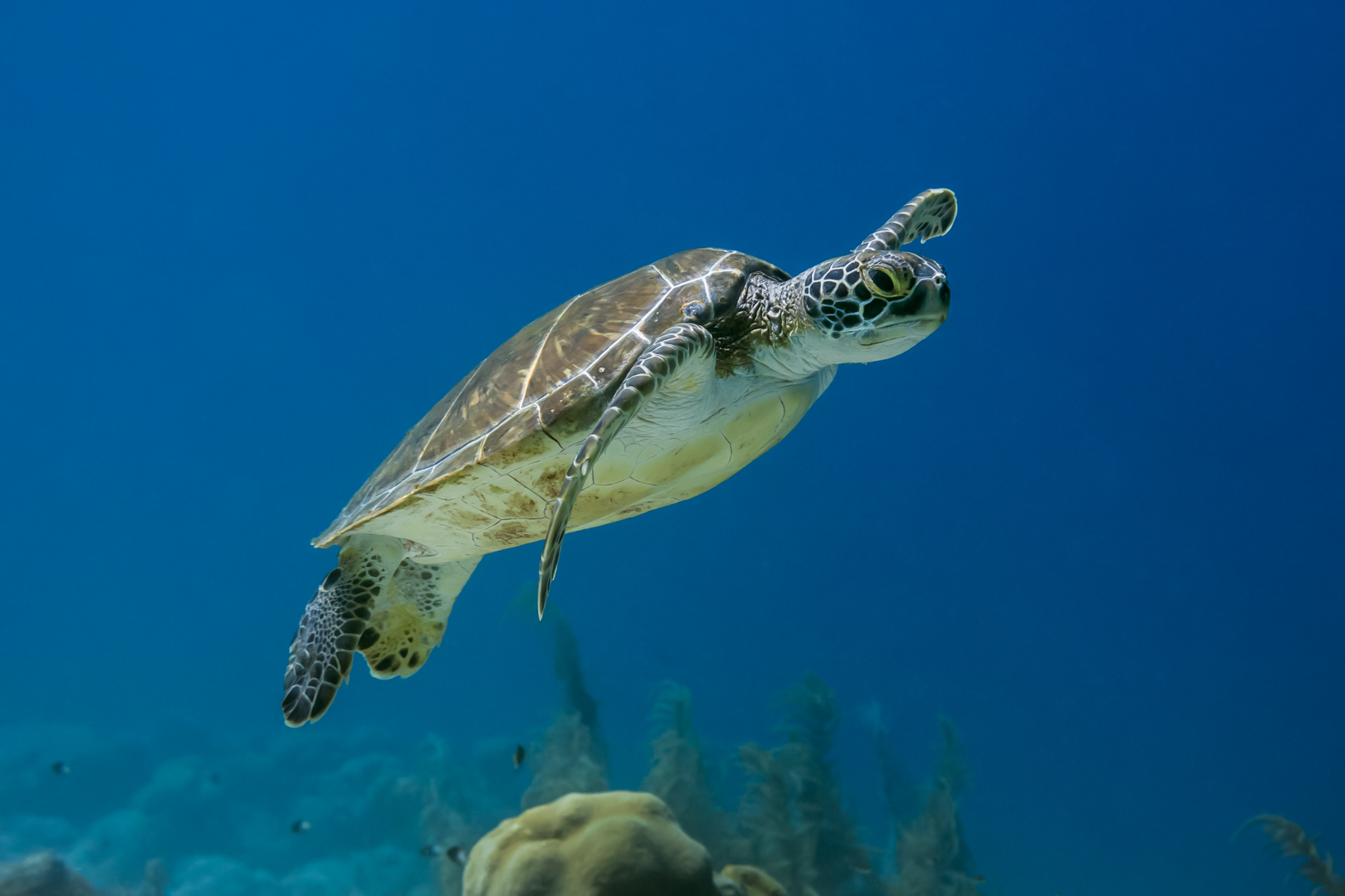 Tanz mit der Schildkröte 2