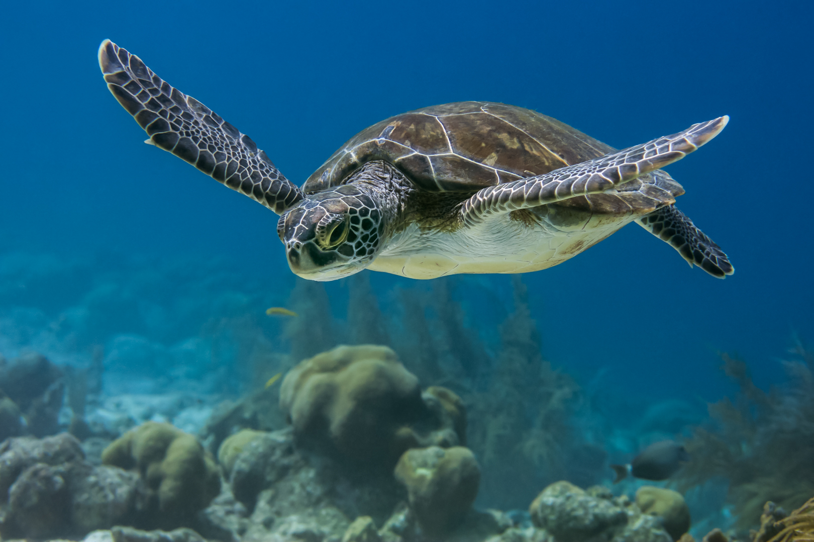 Tanz mit der Schildkröte