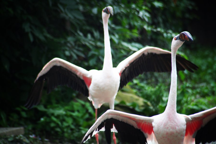 Tanz mit mir den Flamingo