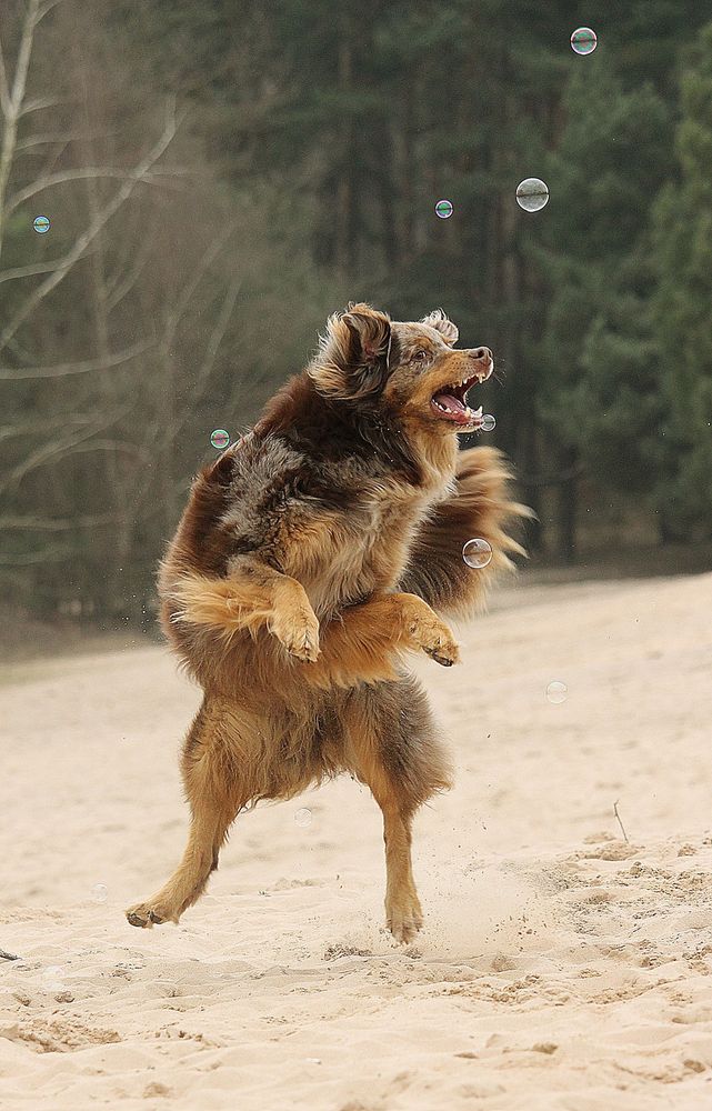 Tanz mit Seifenblasen Foto &amp; Bild anfängerecke nachgefragt