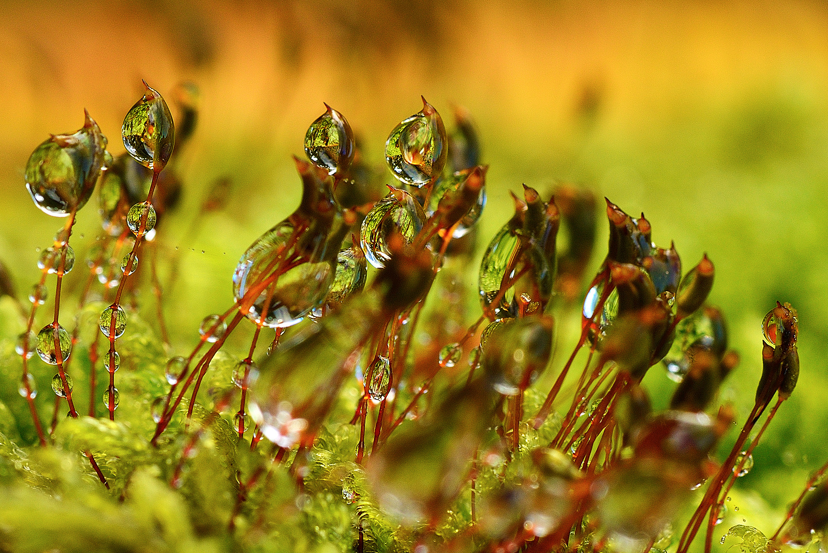 Tanz nach dem Regen