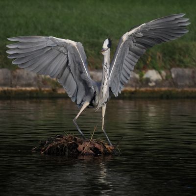 Tanz-Reiher/Reiher-Tanz