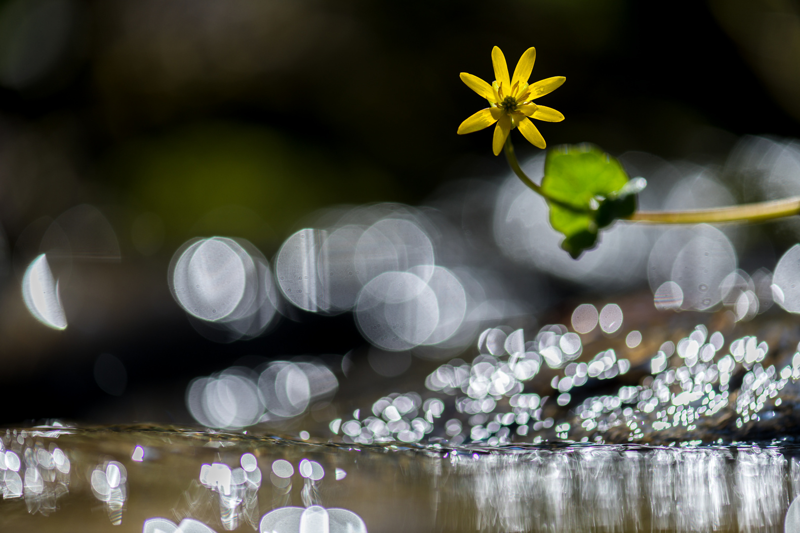 Tanz über dem Wasser