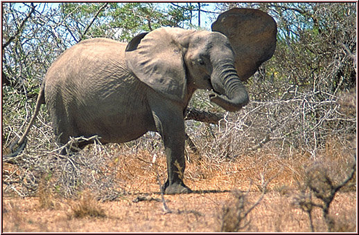 Tanzania 2001 - Selous Game Reserve - African Elephant