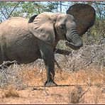 Tanzania 2001 - Selous Game Reserve - African Elephant