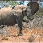 Tanzania 2001 - Selous Game Reserve - African Elephant