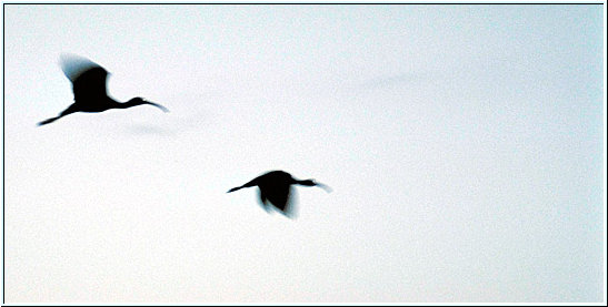 Tanzania 2001 - Selous Game Reserve