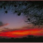 Tanzania 2001 - Selous Game Reserve - Sunset with  Weaverbird Nests