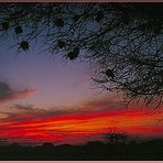 Tanzania 2001 - Selous Game Reserve - Sunset with  Weaverbird Nests