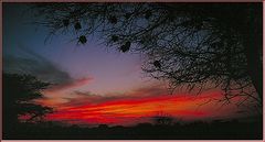 Tanzania 2001 - Selous Game Reserve - Sunset with  Weaverbird Nests