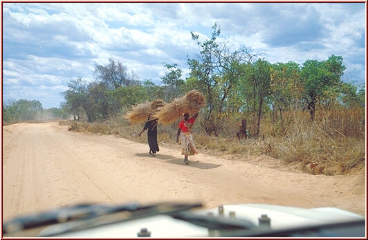 Tanzania 2001 - Tunduru, Ruvuma Region - Frauen mit Buschgras