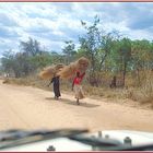 Tanzania 2001 - Tunduru, Ruvuma Region - Frauen mit Buschgras