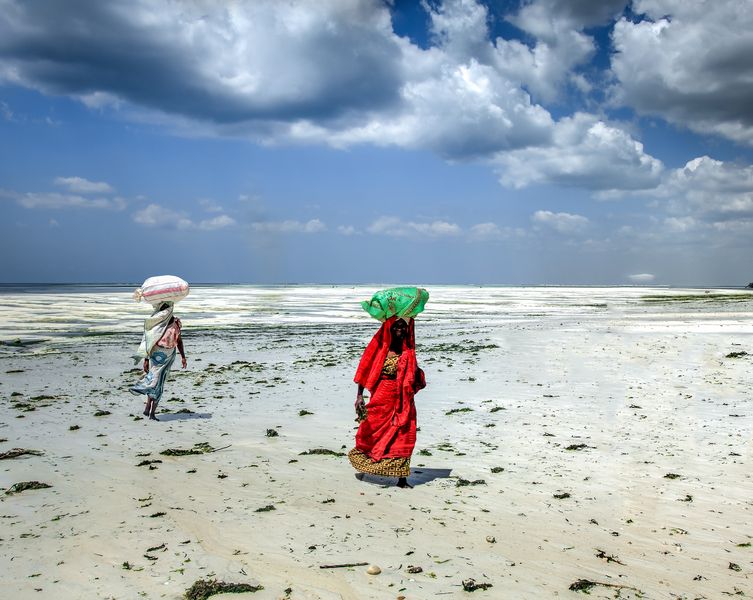 Tanzania, donne raccolgono molluschi
