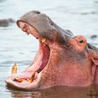 Tanzania hippo